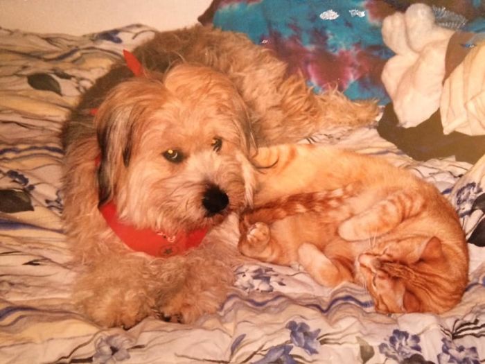 Dogs-Turned-Out-Different-Breed