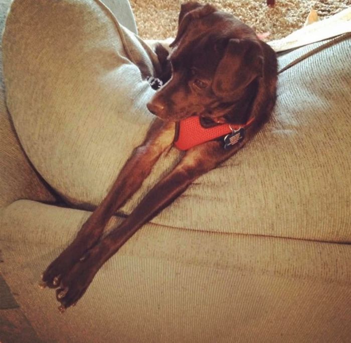 Dogs-Turned-Out-Different-Breed