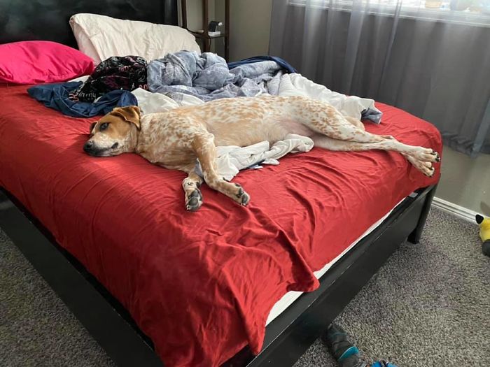 Dogs-Turned-Out-Different-Breed