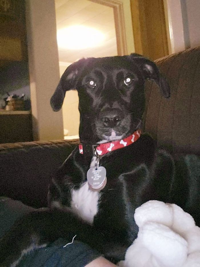 Dogs-Turned-Out-Different-Breed