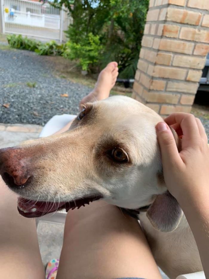 Dogs-Turned-Out-Different-Breed