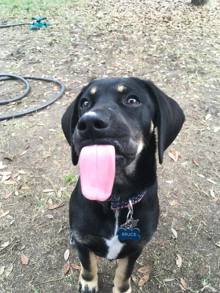 Dogs-Turned-Out-Different-Breed