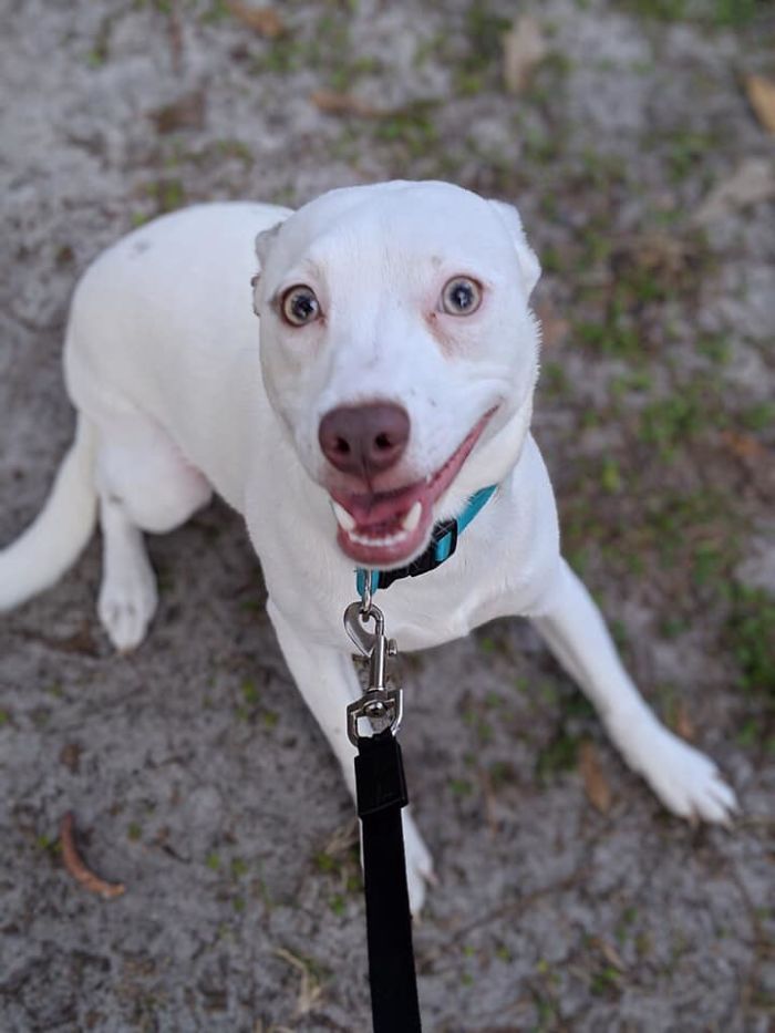 Dogs-Turned-Out-Different-Breed