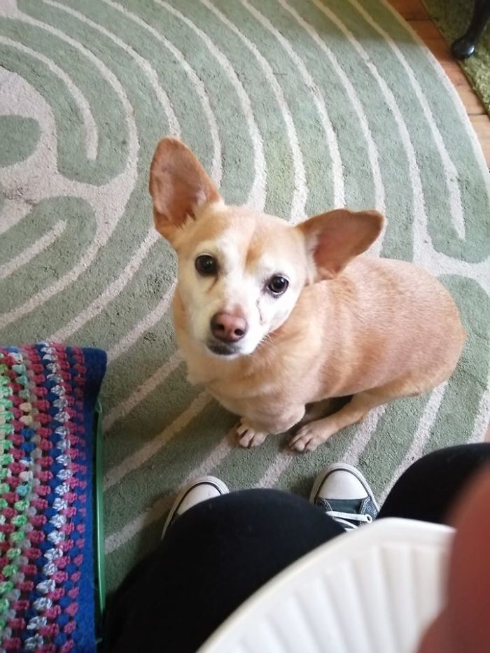 Dogs-Turned-Out-Different-Breed