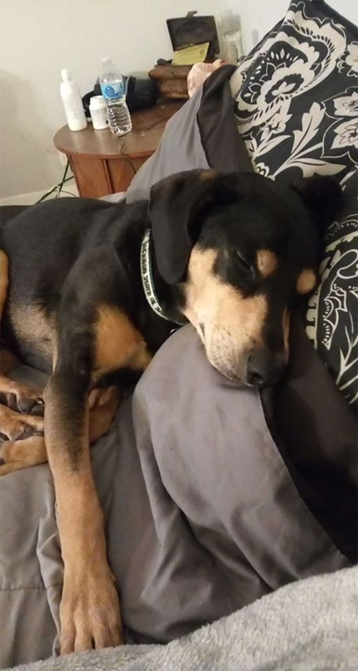 Dogs-Turned-Out-Different-Breed