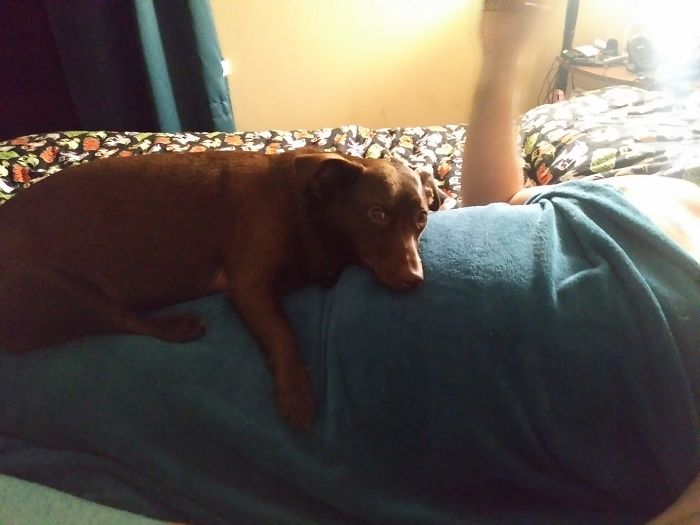 Dogs-Turned-Out-Different-Breed