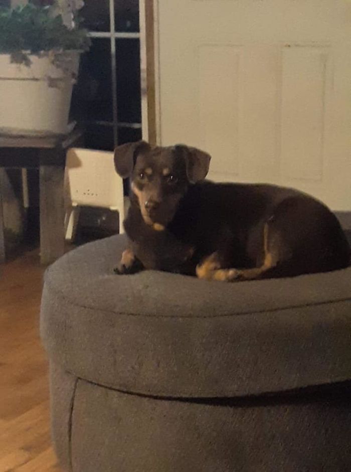 Dogs-Turned-Out-Different-Breed