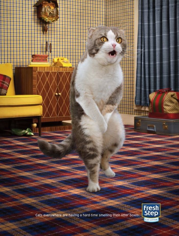 49 Ads Using Cats In A Purrrfect Way