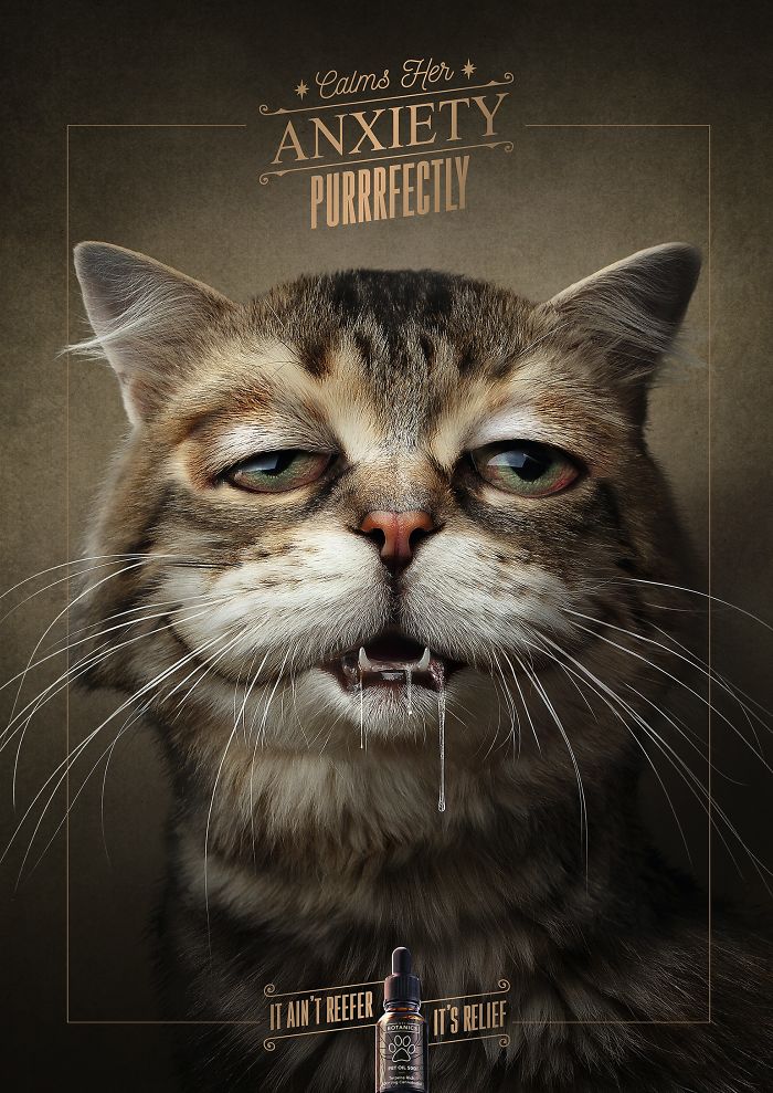 49 Ads Using Cats In A Purrrfect Way
