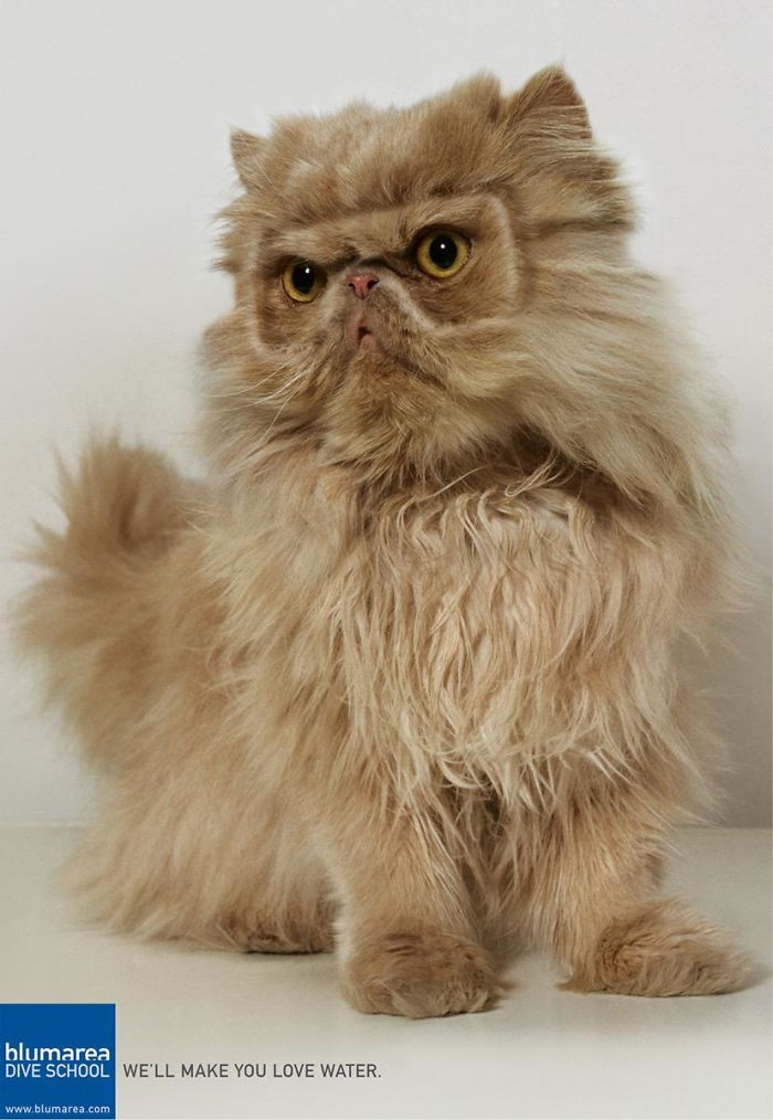 49 Ads Using Cats In A Purrrfect Way