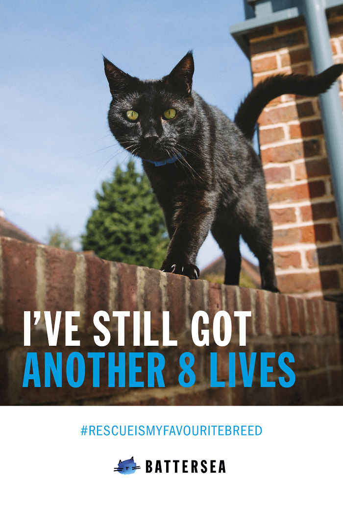 49 Ads Using Cats In A Purrrfect Way