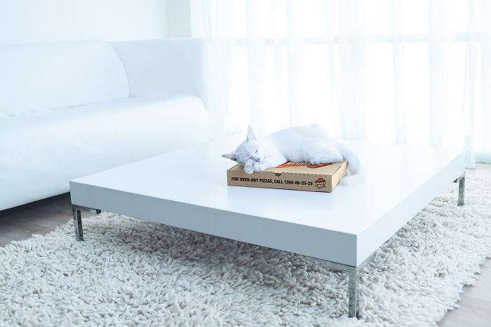 49 Ads Using Cats In A Purrrfect Way