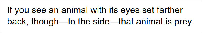 Guy Asks Why Dragons Have Eyes On The Sides Of Their Heads If They Are Predators, A Tumblr User Gives A Scientific Explanation Guy Asks Why Dragons Have Eyes On The Sides Of Their Heads If They Are Predators, A Tumblr User Gives A Scientific Explanation