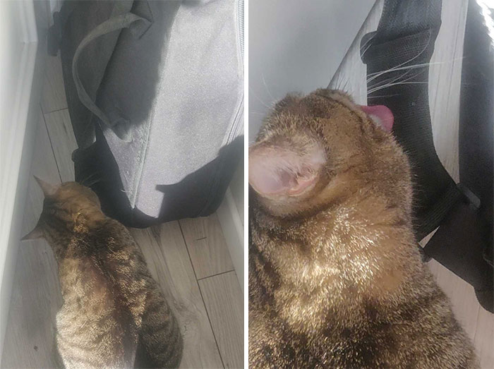 Someone Says To Refer To Your Pet As 'The Drunk Guy At The Back Of The Bar' And People Deliver (30 Posts)