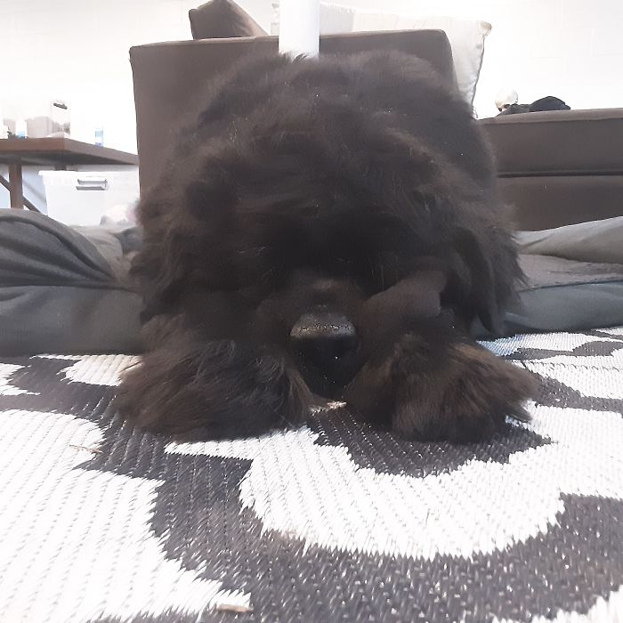 Someone Says To Refer To Your Pet As 'The Drunk Guy At The Back Of The Bar' And People Deliver (30 Posts)