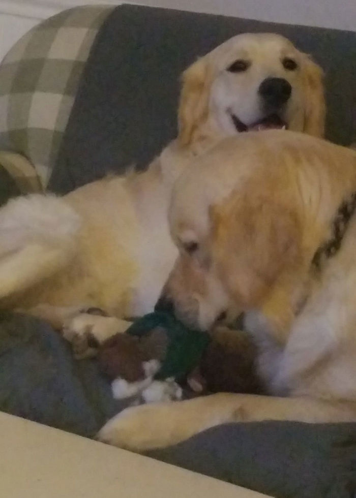 Someone Says To Refer To Your Pet As 'The Drunk Guy At The Back Of The Bar' And People Deliver (30 Posts)