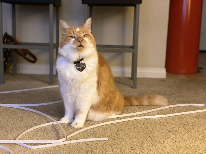 Someone Says To Refer To Your Pet As 'The Drunk Guy At The Back Of The Bar' And People Deliver (30 Posts)