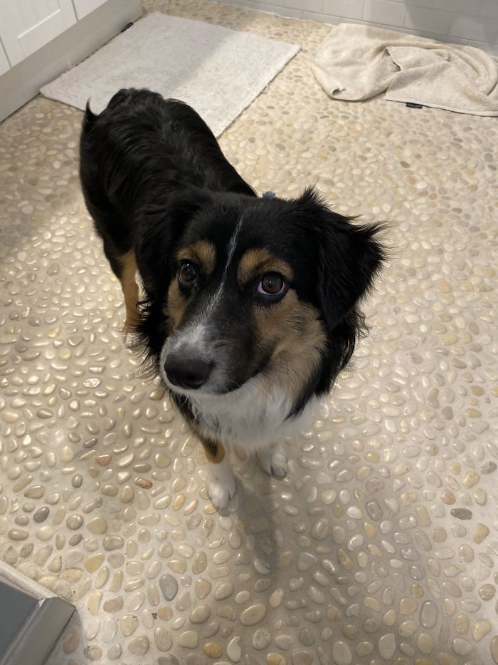 Someone Says To Refer To Your Pet As 'The Drunk Guy At The Back Of The Bar' And People Deliver (30 Posts)