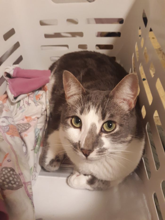 Someone Says To Refer To Your Pet As 'The Drunk Guy At The Back Of The Bar' And People Deliver (30 Posts)