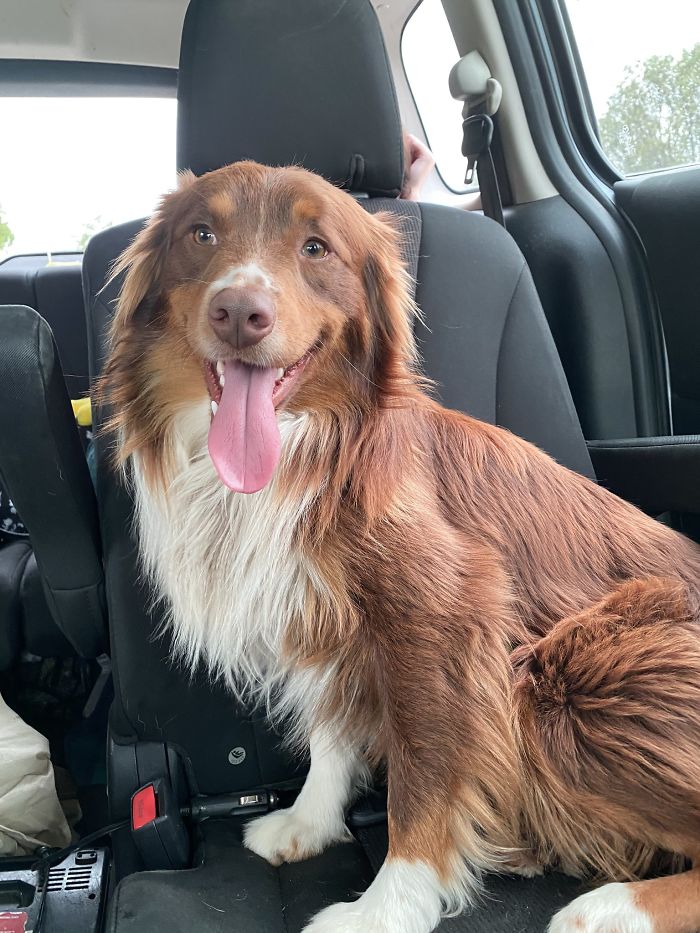 Someone Says To Refer To Your Pet As 'The Drunk Guy At The Back Of The Bar' And People Deliver (30 Posts)