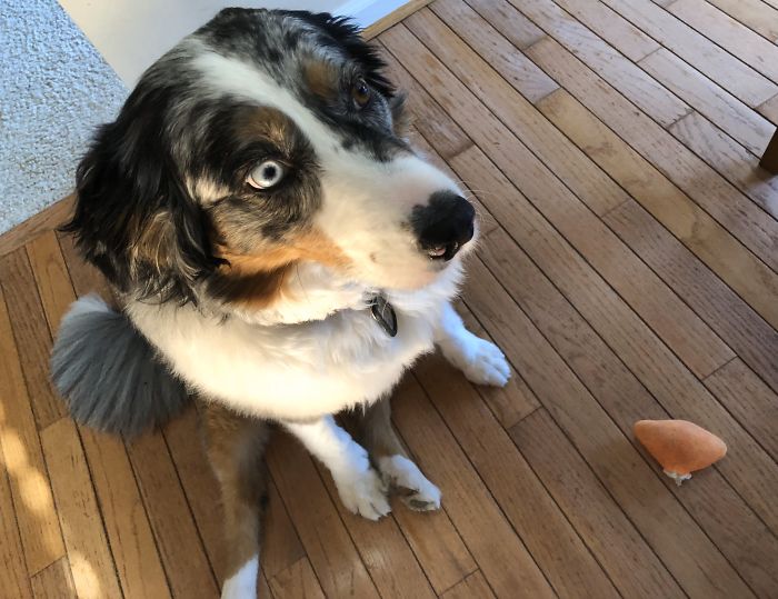 Someone Says To Refer To Your Pet As 'The Drunk Guy At The Back Of The Bar' And People Deliver (30 Posts)