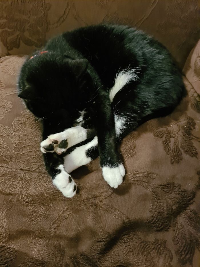 Someone Says To Refer To Your Pet As 'The Drunk Guy At The Back Of The Bar' And People Deliver (30 Posts)