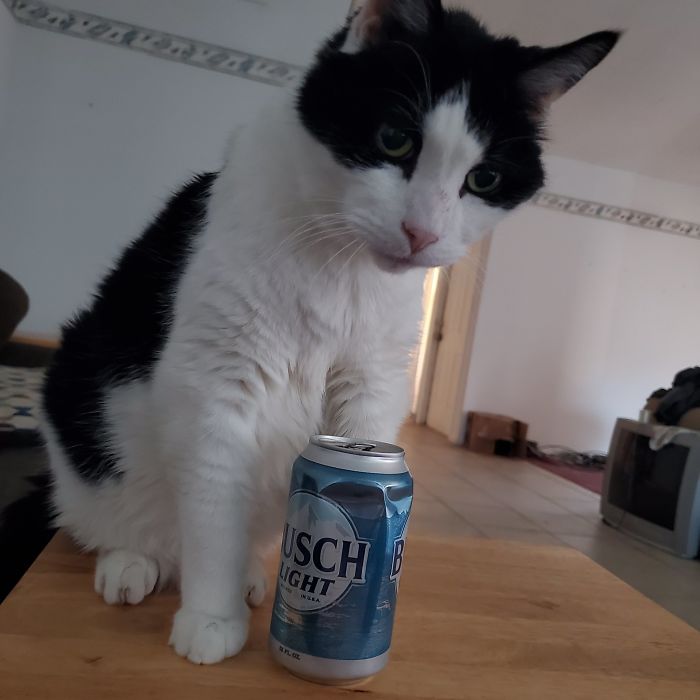 Someone Says To Refer To Your Pet As 'The Drunk Guy At The Back Of The Bar' And People Deliver (30 Posts)