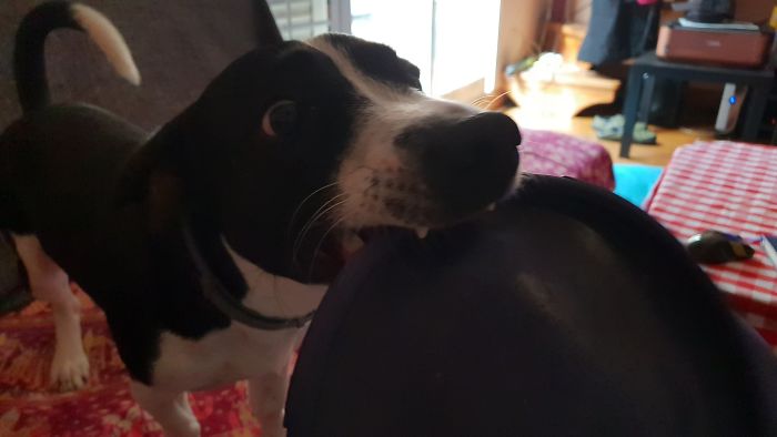 Someone Says To Refer To Your Pet As 'The Drunk Guy At The Back Of The Bar' And People Deliver (30 Posts)