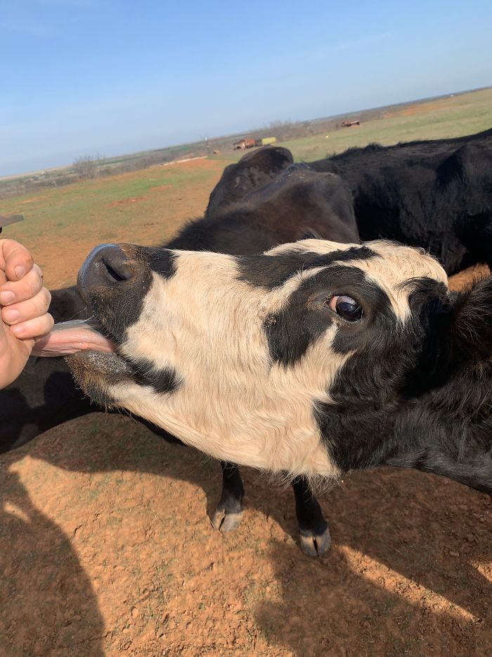 Someone Says To Refer To Your Pet As 'The Drunk Guy At The Back Of The Bar' And People Deliver (30 Posts)