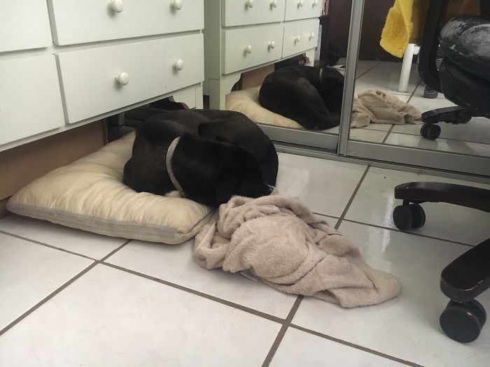 Someone Says To Refer To Your Pet As 'The Drunk Guy At The Back Of The Bar' And People Deliver (30 Posts)