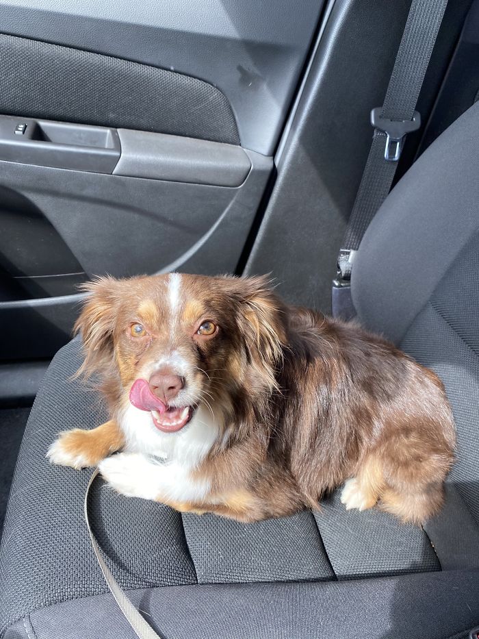 Someone Says To Refer To Your Pet As 'The Drunk Guy At The Back Of The Bar' And People Deliver (30 Posts)