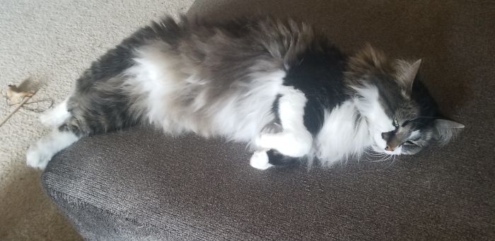 Someone Says To Refer To Your Pet As 'The Drunk Guy At The Back Of The Bar' And People Deliver (30 Posts)