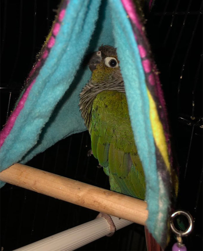 Someone Says To Refer To Your Pet As 'The Drunk Guy At The Back Of The Bar' And People Deliver (30 Posts)