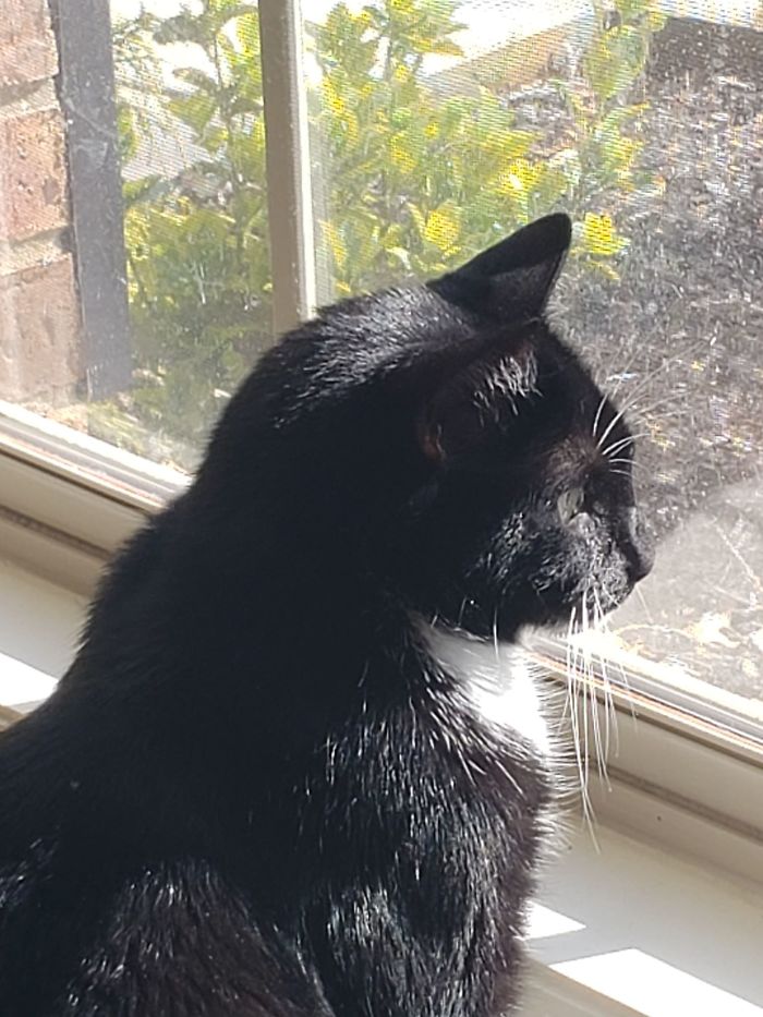 Someone Says To Refer To Your Pet As 'The Drunk Guy At The Back Of The Bar' And People Deliver (30 Posts)