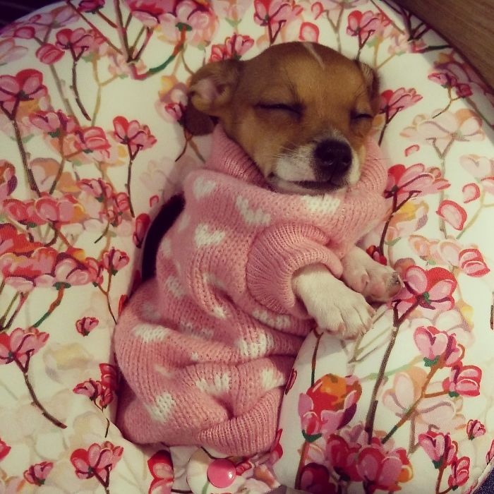 Someone Says To Refer To Your Pet As 'The Drunk Guy At The Back Of The Bar' And People Deliver (30 Posts)