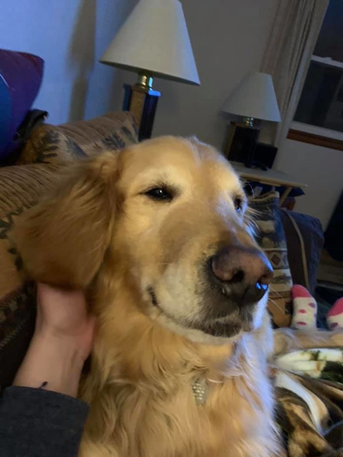 Someone Says To Refer To Your Pet As 'The Drunk Guy At The Back Of The Bar' And People Deliver (30 Posts)