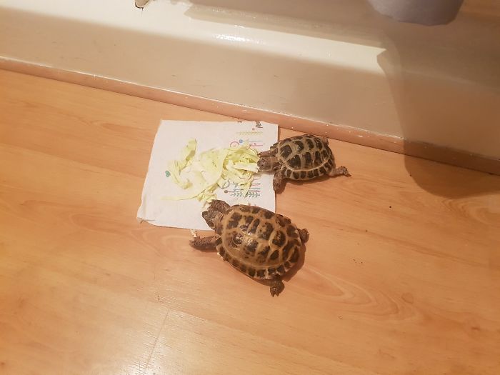 Someone Says To Refer To Your Pet As 'The Drunk Guy At The Back Of The Bar' And People Deliver (30 Posts)