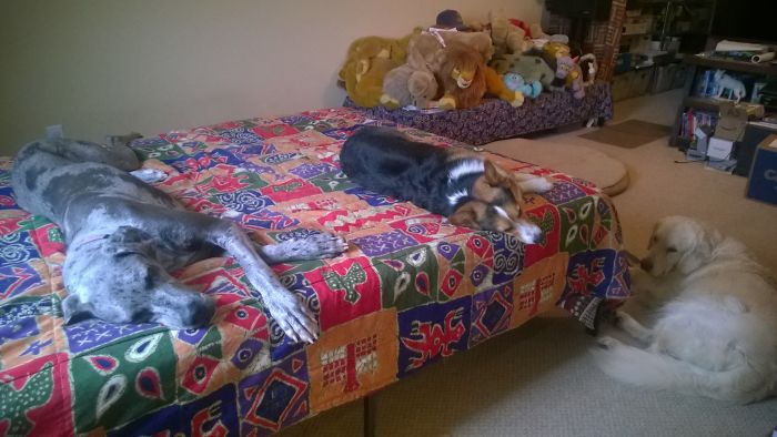 Someone Says To Refer To Your Pet As 'The Drunk Guy At The Back Of The Bar' And People Deliver (30 Posts)