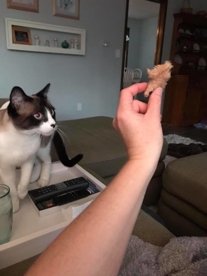 Someone Says To Refer To Your Pet As 'The Drunk Guy At The Back Of The Bar' And People Deliver (30 Posts)