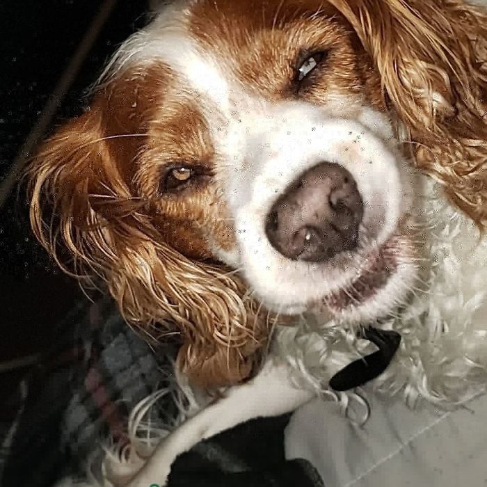 Someone Says To Refer To Your Pet As 'The Drunk Guy At The Back Of The Bar' And People Deliver (30 Posts)