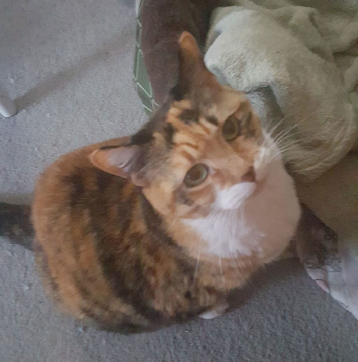 Someone Says To Refer To Your Pet As 'The Drunk Guy At The Back Of The Bar' And People Deliver (30 Posts)