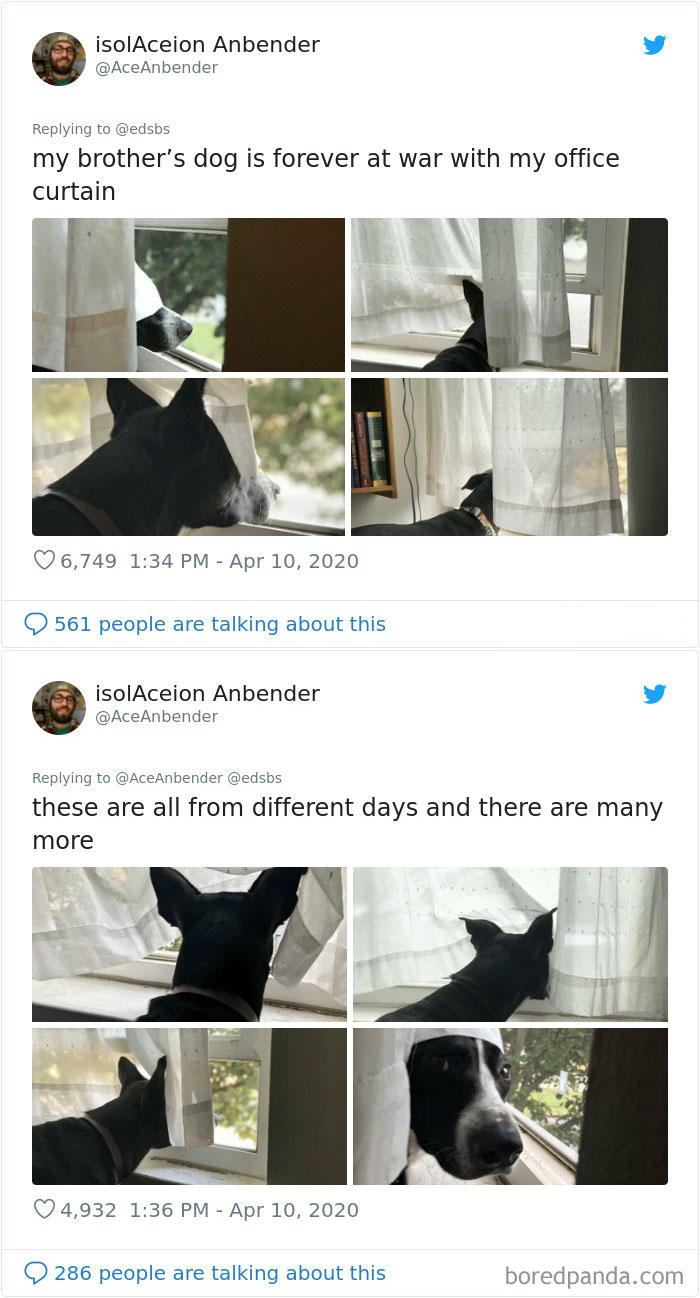 Dumbest-Dogs-Funny-Fails