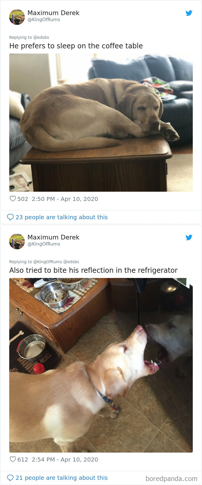 Dumbest-Dogs-Funny-Fails