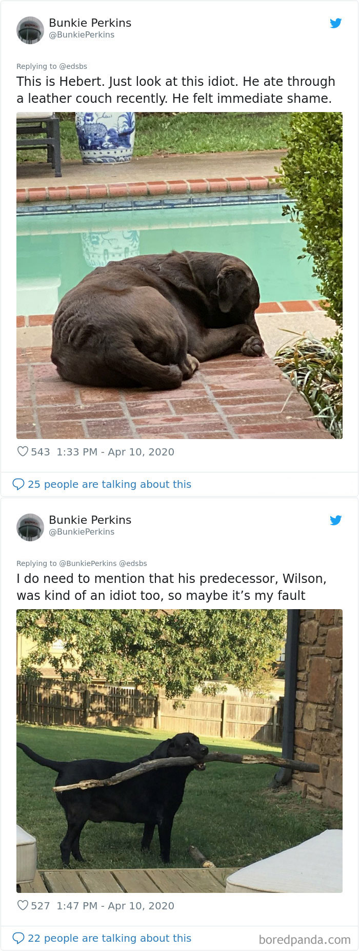 Dumbest-Dogs-Funny-Fails