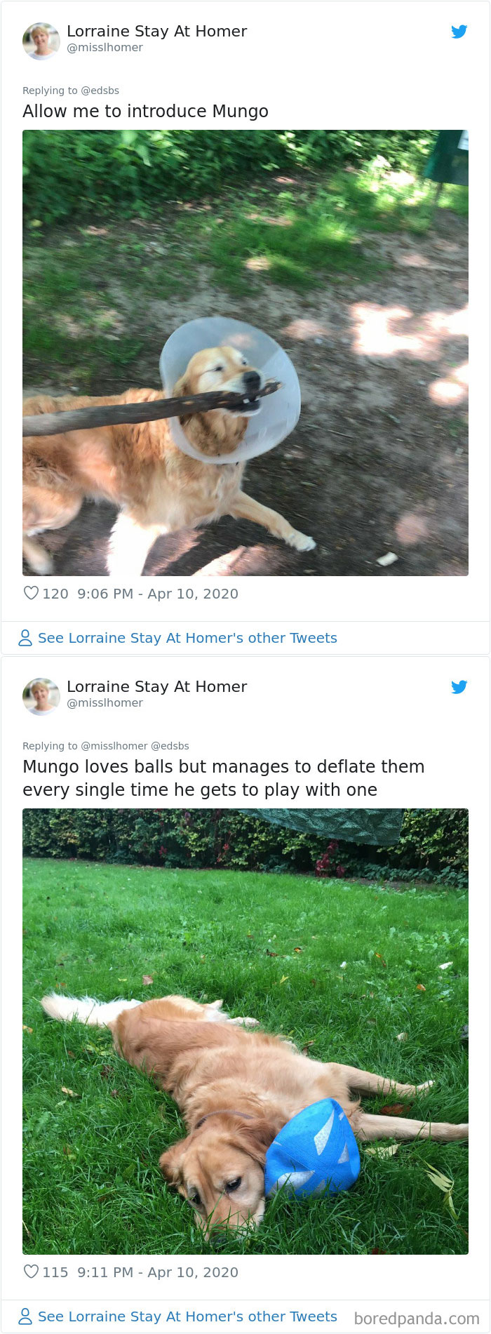 Dumbest-Dogs-Funny-Fails