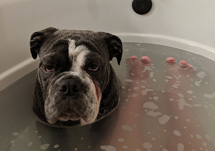 People Are Sharing Stories About The Dumbest Dogs They’ve Ever Known In This Viral Thread (40 Pics)