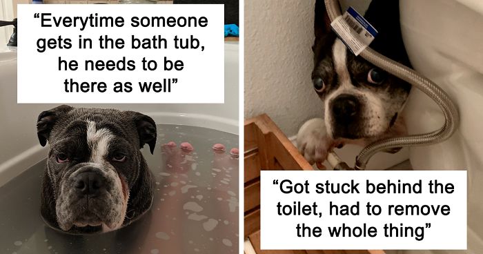 People Are Sharing Stories About The Dumbest Dogs They’ve Ever Known In This Viral Thread (40 Pics)