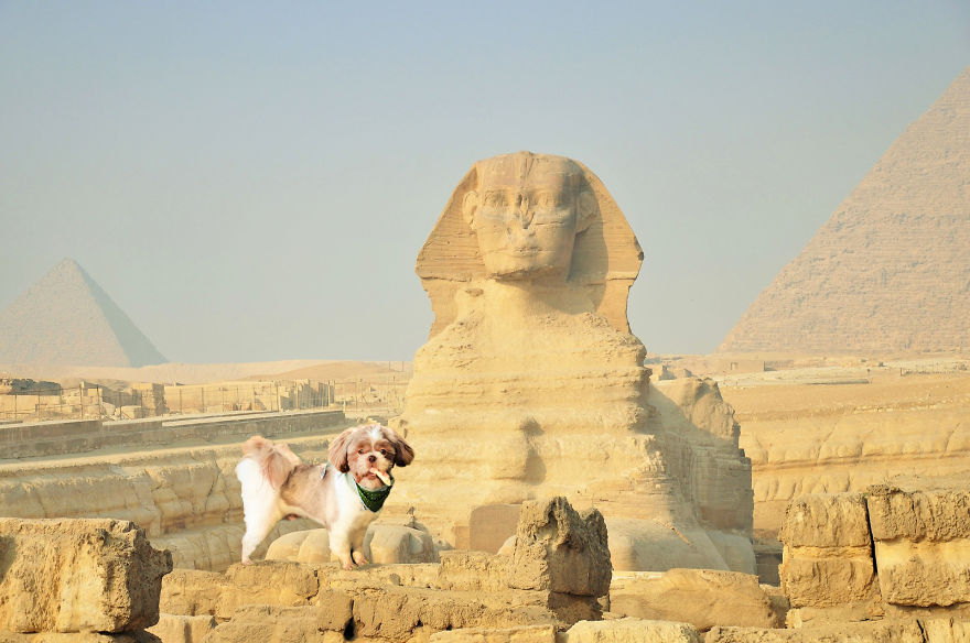 Photographer Transports Pets During Quarantine Using Photoshop