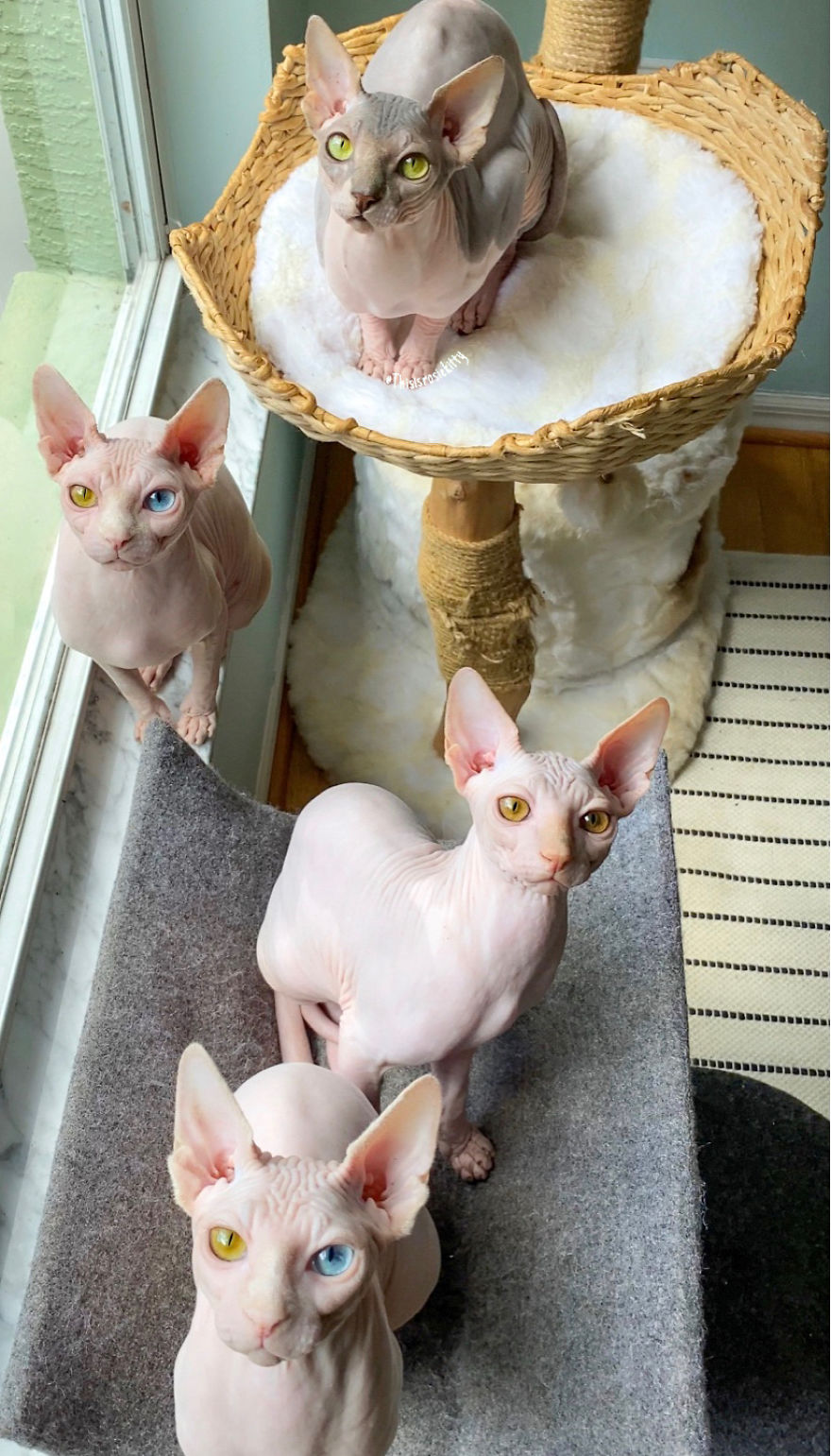 Your Pets Can Help You More Than You Think During This Tough Time