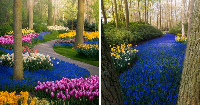 The Most Beautiful Flower Garden In The World Has No Visitors For The First Time In 71 Years And I Got To Capture It (31 Pics)